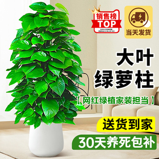 大叶绿萝柱盆栽室内客厅大型绿植净化空气好养活开业送礼常青植物