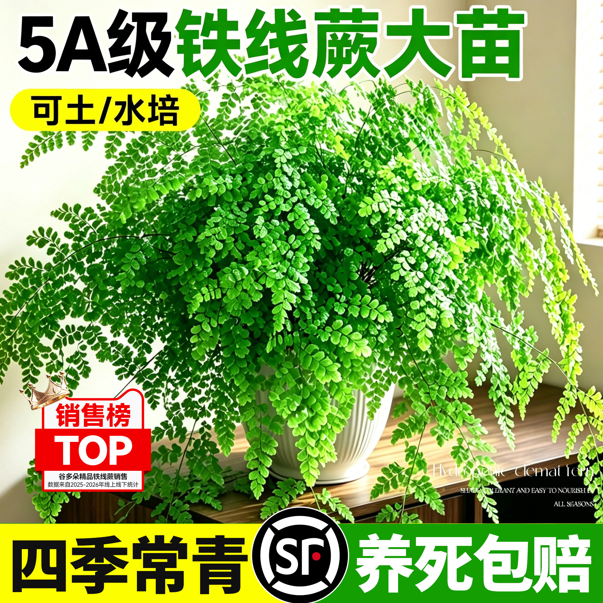 铁线蕨盆栽室内桌面绿植耐阴好养活垂吊蕨类植物四季常青观叶花卉