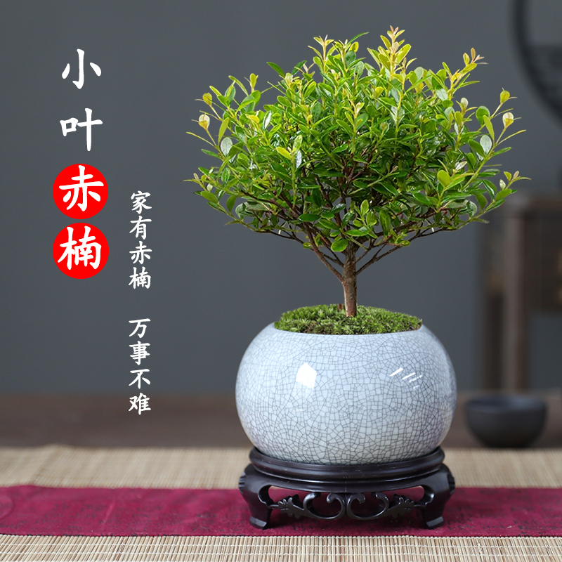 小叶赤楠老桩盆景植物四季常青