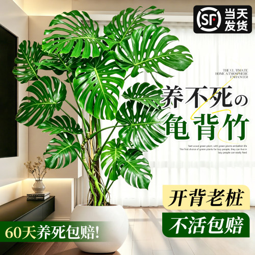 龟背竹客厅大盆栽老桩四季好养