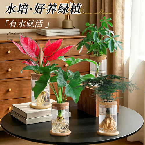 【水培好养绿植】桌面发财树盆栽