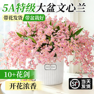 带花苞文心兰盆栽特级大盆香水梦香兰室内阳台耐寒绿植物好养花卉