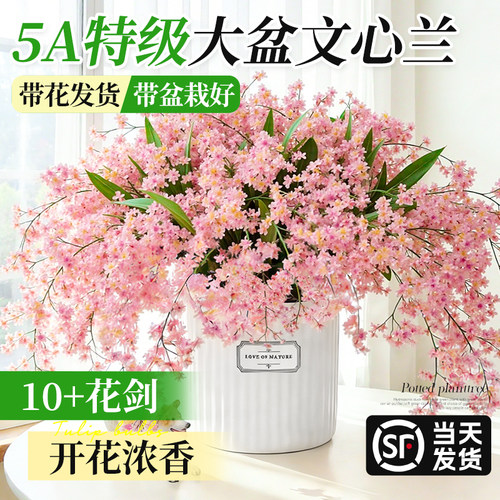【10+花箭】大盆文心兰开花浓香
