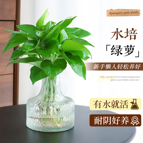 【水培绿萝绿植】中古风桌面盆栽