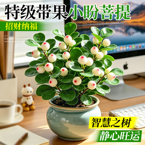 【带果发货】小盼菩提树盆栽绿植