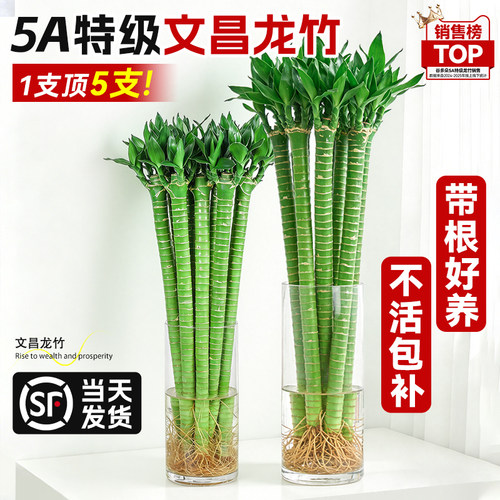 文昌龙竹水培粗枝带根金榜题名