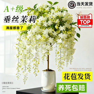 特级带花苞垂丝茉莉盆栽老桩室内阳台花卉绿植四季好养活风车茉莉