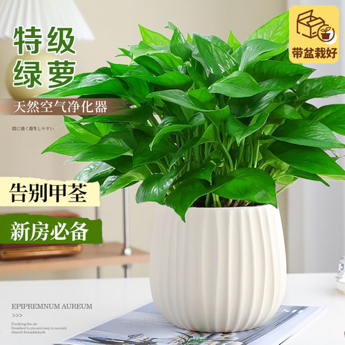特级大盆绿萝好养花卉绿植除甲醛