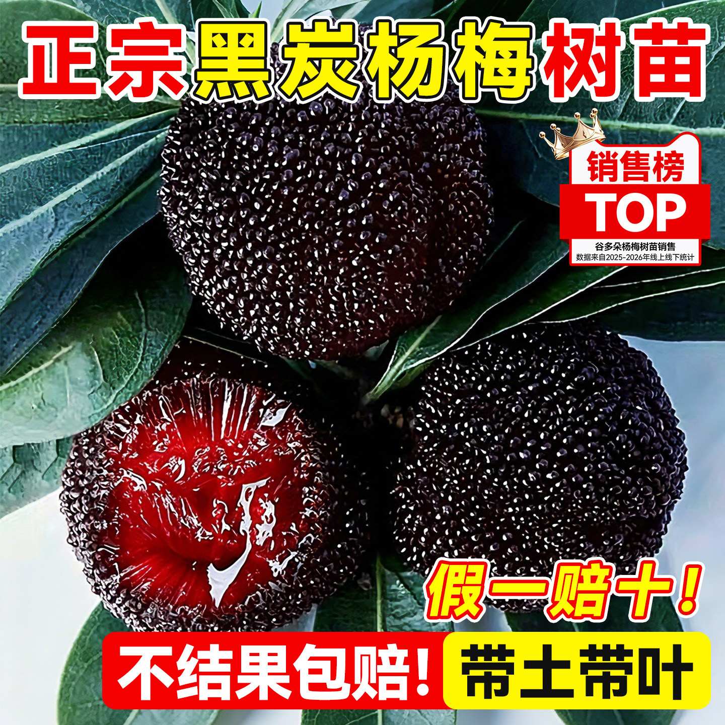 正宗黑炭杨梅树苗嫁接大苗仙居杨梅树庭院南北方种植当年结果地栽