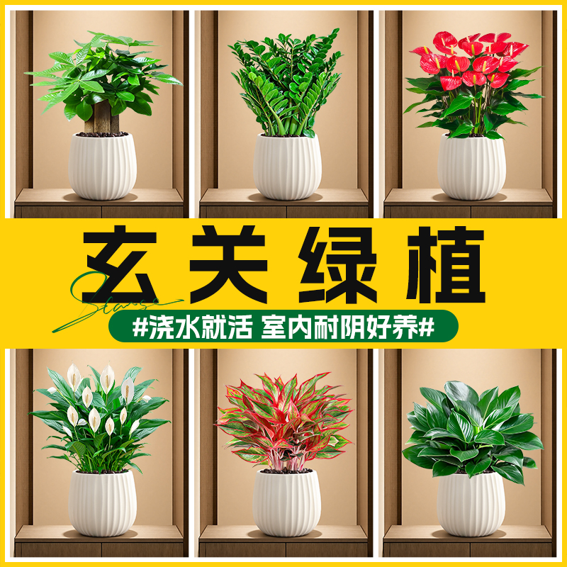 玄关绿植发财树金钱树白掌红掌盆栽室内植物花卉四季好养招财旺宅