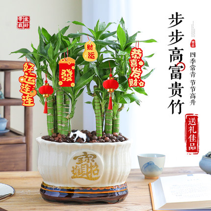 步步高富贵竹盆栽花卉旺宅植物客厅桌面摆台转运招财绿植盆景送礼