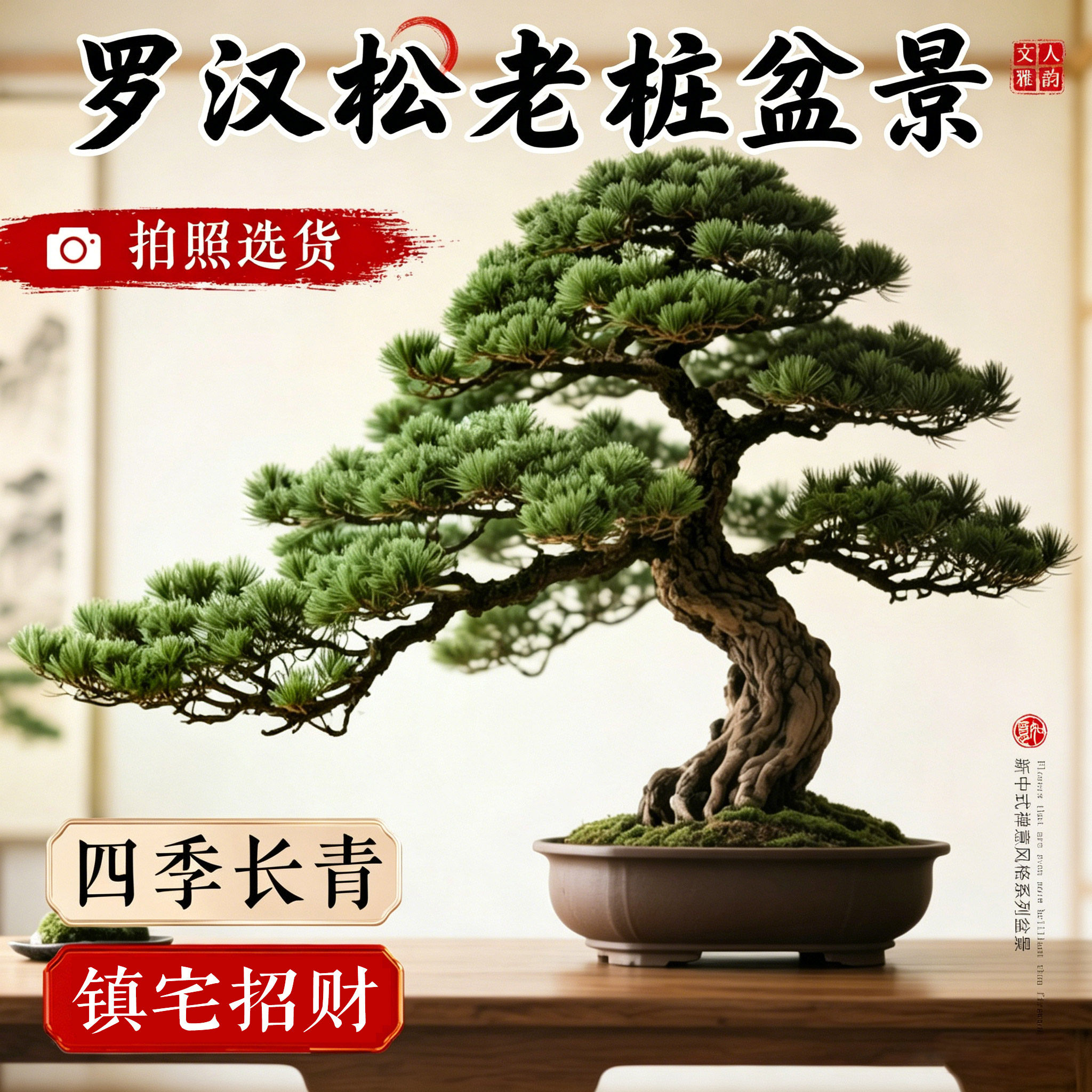 罗汉松盆景造型老桩迎客松真树室内大型客厅桌面绿植四季耐阴好养