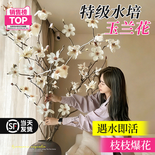 带花苞玉兰花水培鲜切枝室内桌面盆栽插花绿植物浓香花卉耐寒好养