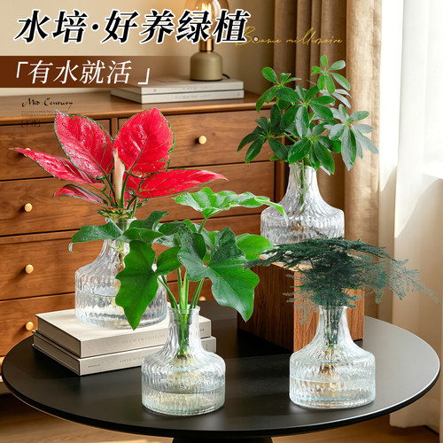 【水培好养绿植】中古风文竹植物