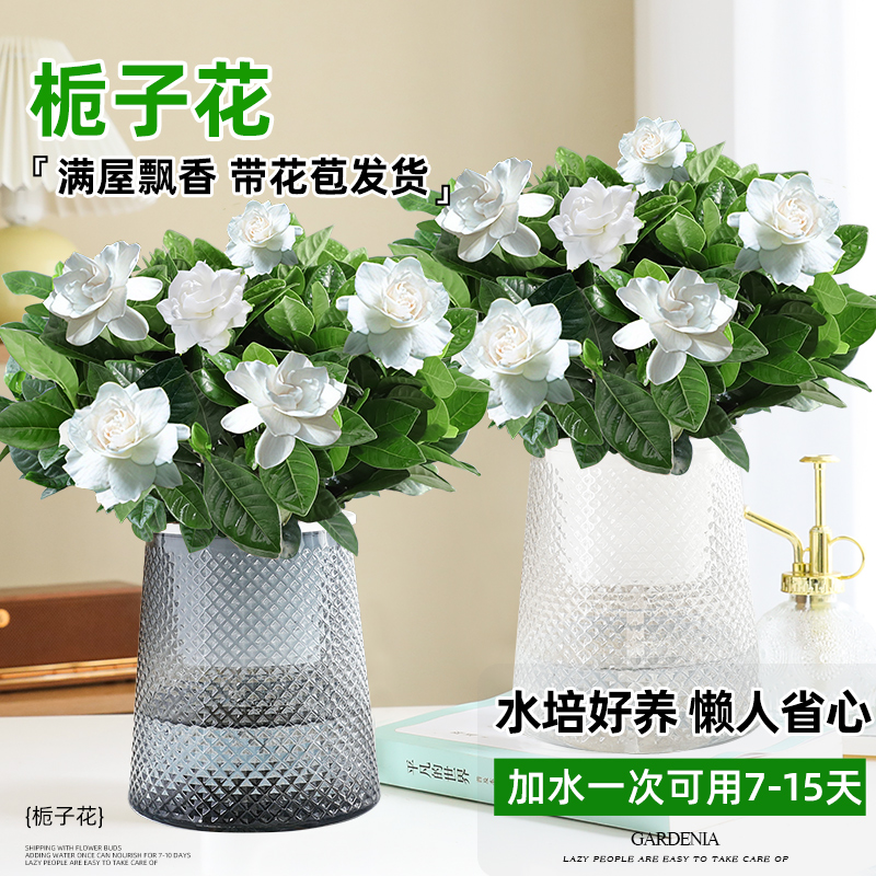 绿萝箩水培植物办公室内净化空气