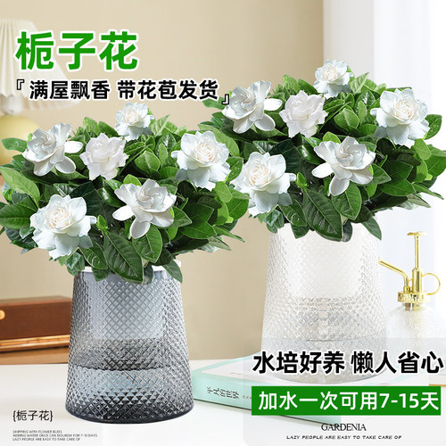 绿萝箩水培植物办公室内净化空气