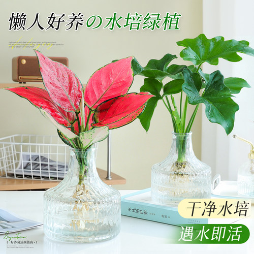 【懒人好养植物】水培文竹小盆栽