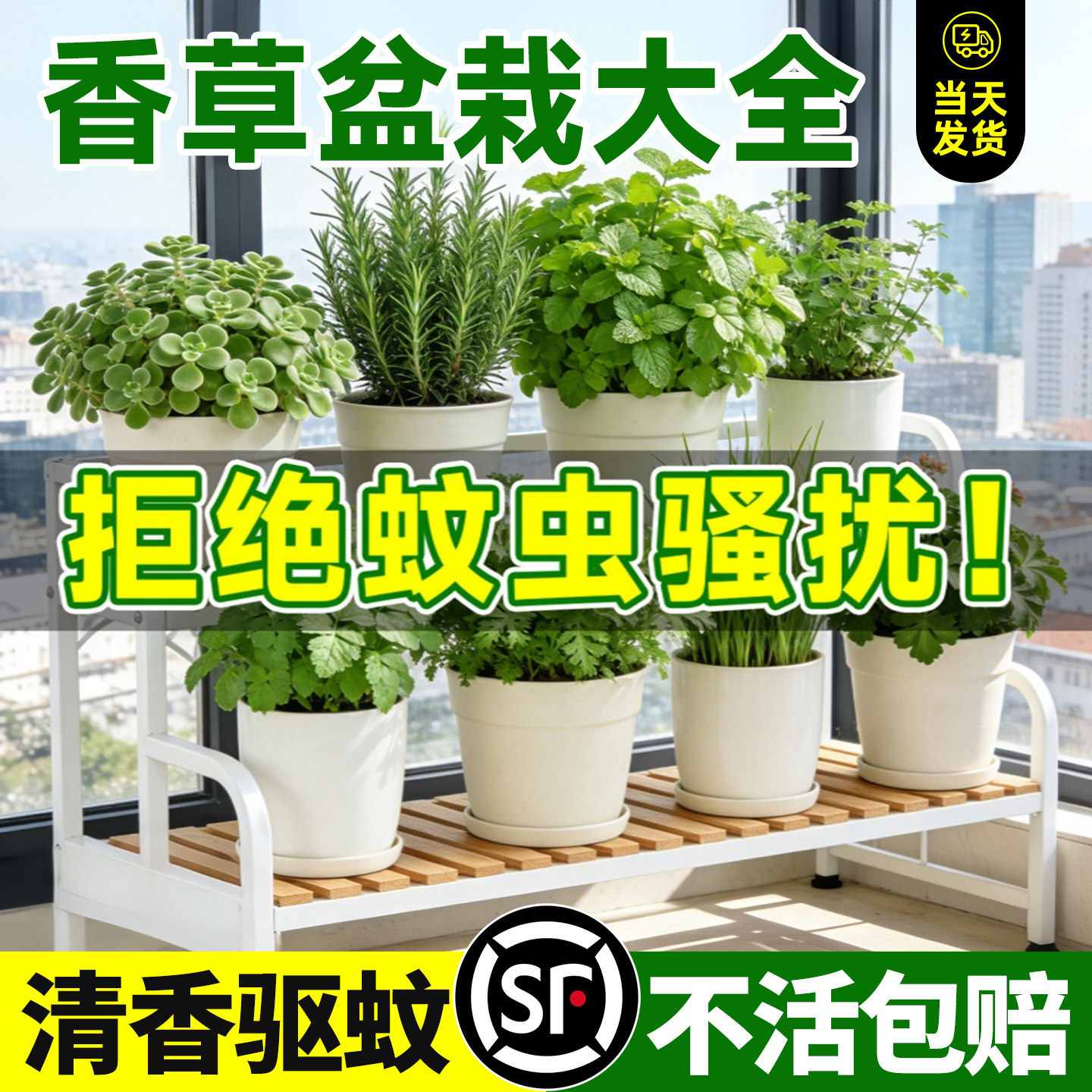 驱蚊草绿植物盆栽室内外迷迭香薰衣草薄荷防蚊虫祛蚊花卉蚊子克星
