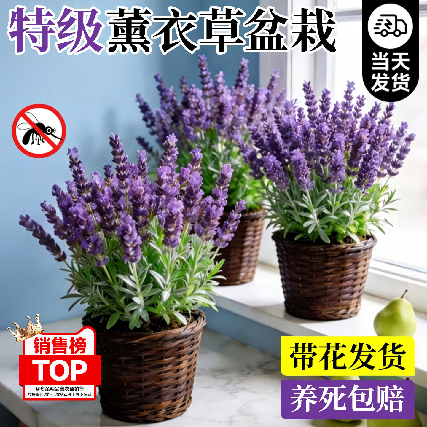 薰衣草盆栽带花发货驱蚊植物鲜花苗室内外阳台四季开花卉绿植好养