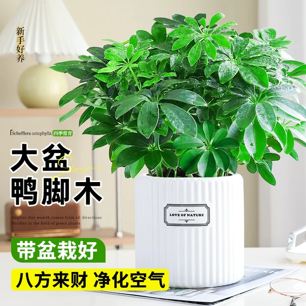 Товары от 谷多朵旗舰店