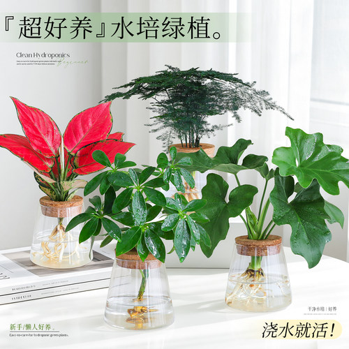【办公室水培绿植】桌面鸭脚木