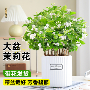 大盆茉莉花盆栽绿植带花苞阳台室内桌面花卉清新空气好养观花盆栽