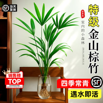 特级金山棕竹水培绿植四季好养