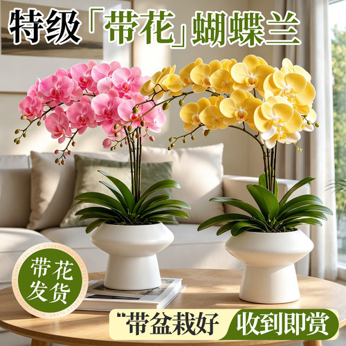 【高颜植物】蝴蝶兰盆栽绿植花卉