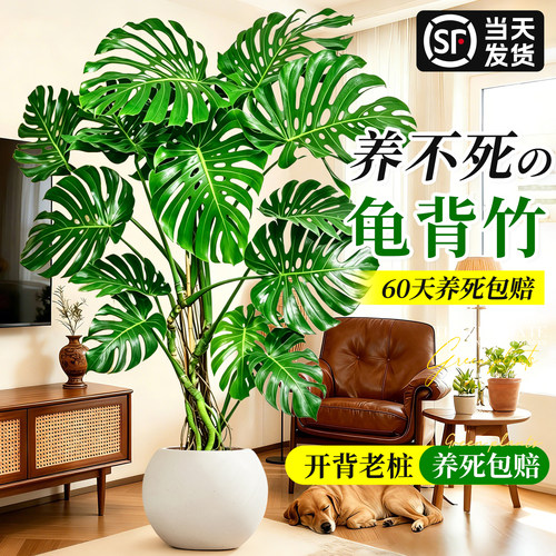 龟背竹高级感客厅绿植物室内好养