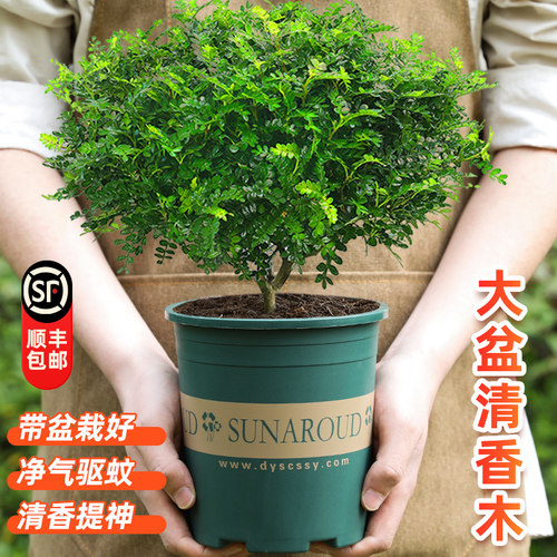大盆清香木室内外植物净化空气