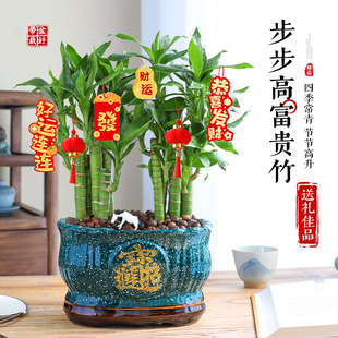步步高富贵竹盆栽室内客厅桌面旺宅植物转运招财绿植盆景耐阴好养