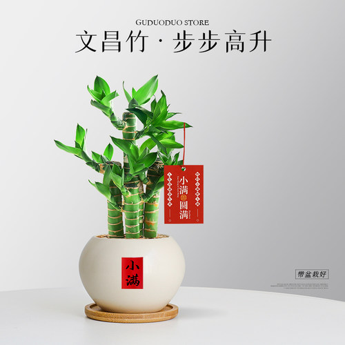 文昌竹4支金榜题名耐阴好养绿植