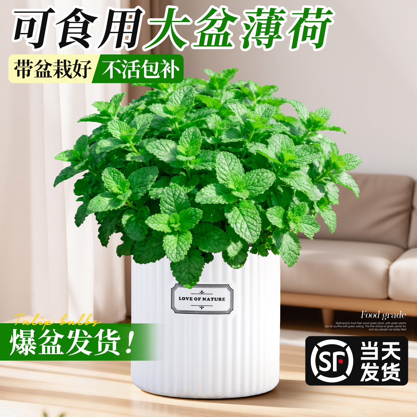 可食用大盆薄荷盆栽迷迭香大苗室内阳台四季好养驱蚊绿植猫薄荷叶