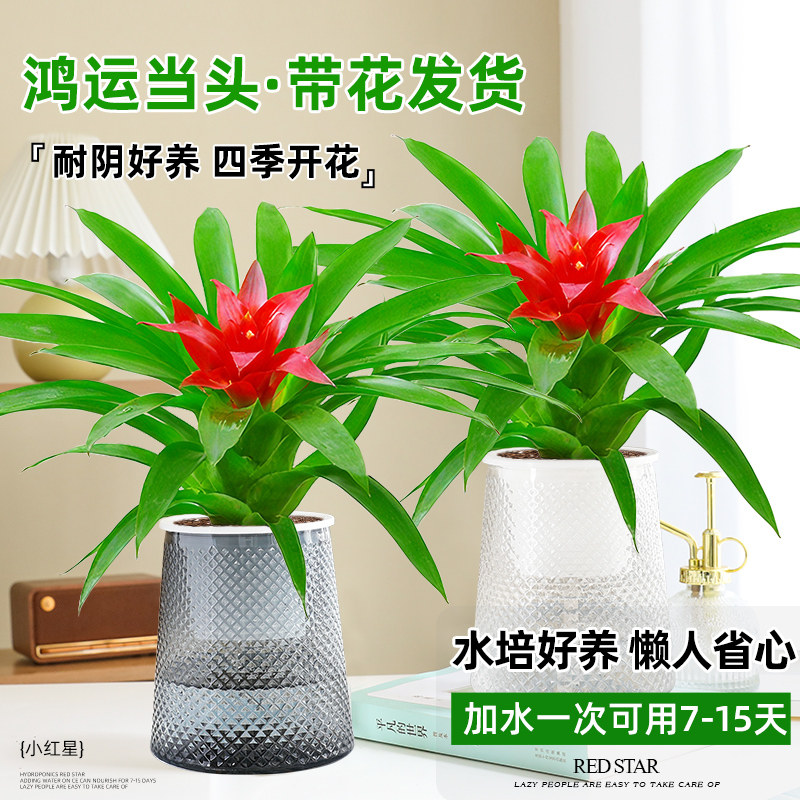 鸿运当头盆栽水培植物四季常青室内好养盆景花卉小红星绿植凤梨花
