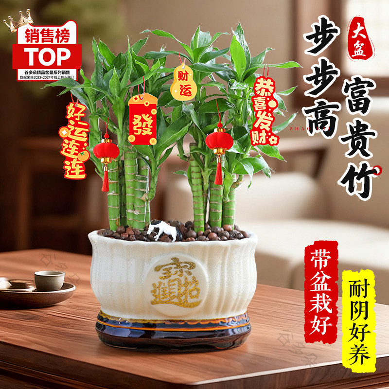 富贵竹塔节节高盆栽组合室内客厅花卉绿植水培植物开运竹好养招财