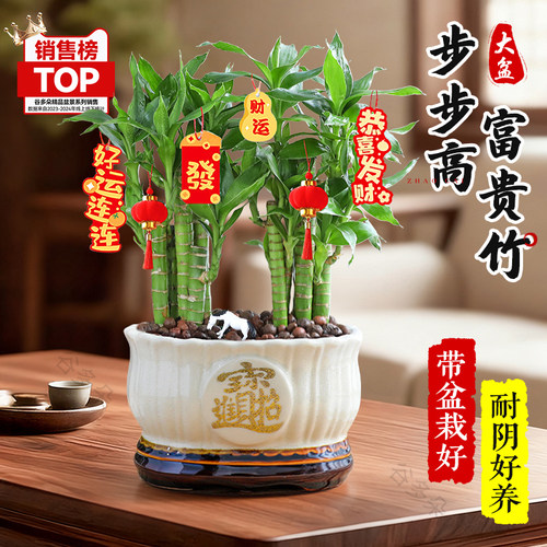 富贵竹塔节节高盆栽组合好养招财
