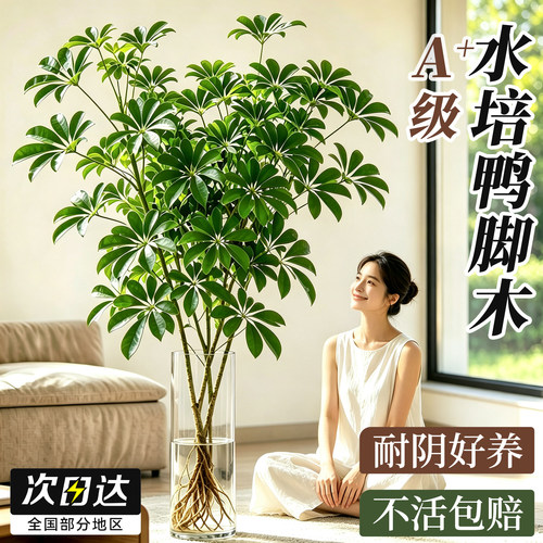 【无土水培】A+级鸭脚木耐阴好养