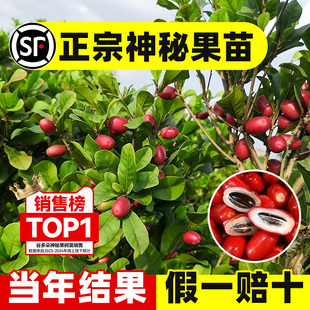 神秘果树苗云南鲜果盆栽变味果果树四季好养室内阳台庭院果苗地栽