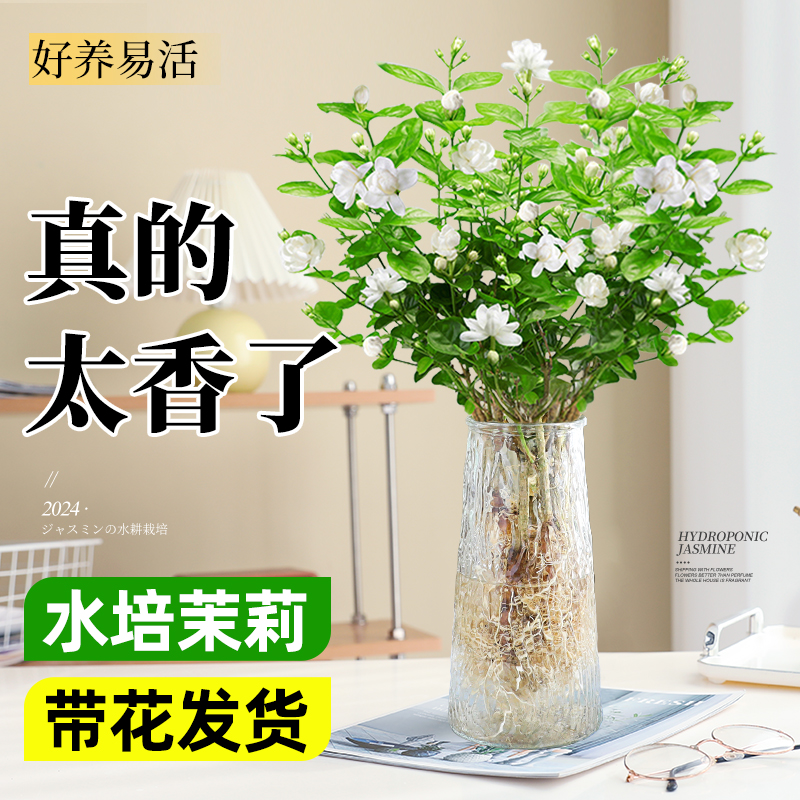 水培茉莉花绿植好养水养栀子花卉