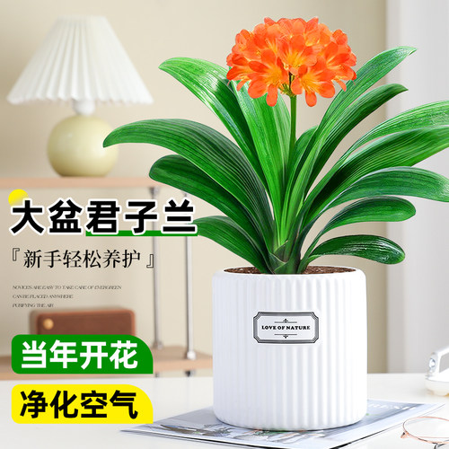 【特级】君子兰盆栽当年开花