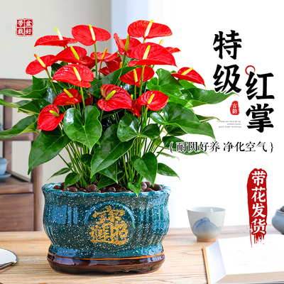 【特级多花】红掌花卉绿植超好养