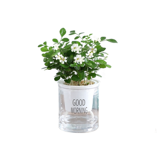 水培驱蚊植物薄荷竹柏迷迭香驱蚊九里香水养花卉盆栽室内绿植