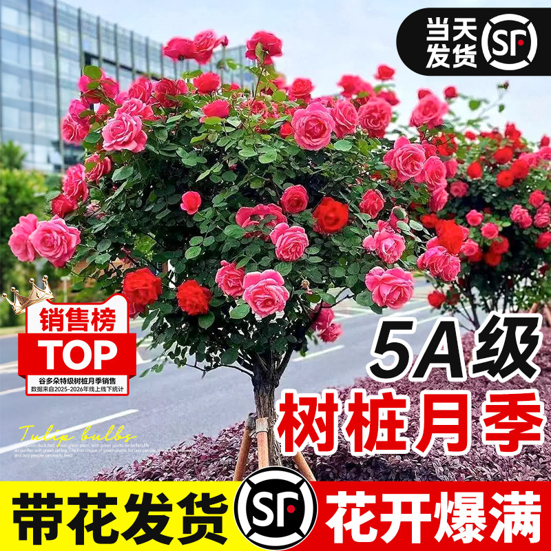 棒棒糖树桩月季花树苗特大花卉老桩嫁接树状庭院阳台植物玫瑰花苗