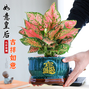 如意皇后吉利万年红绿植物办公室内好养活四季 红火绿萝箩花卉盆栽