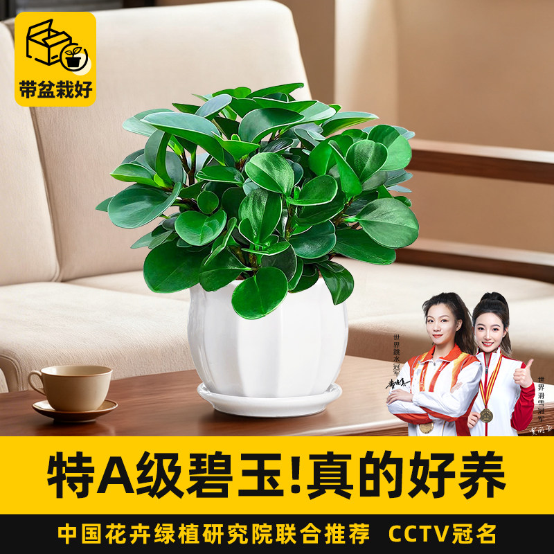 特级碧玉绿植室内水培花卉豆瓣绿植四季好养易活净化空气耐阴盆栽