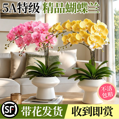 【收到即赏】带花带苞蝴蝶兰盆栽