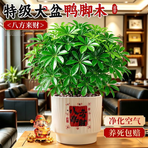 【耐阴好养】八方来财鸭脚木旺宅