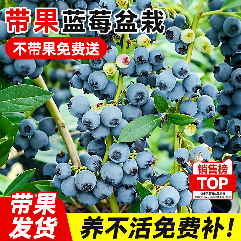 可食蓝莓盆栽发货室内外阳台全国可养带花带果树蓝梅苗四季可结果