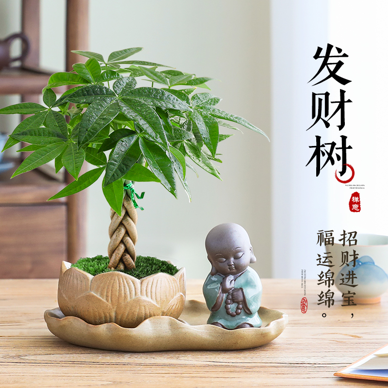 辫子发财树盆栽中式招财室内绿植