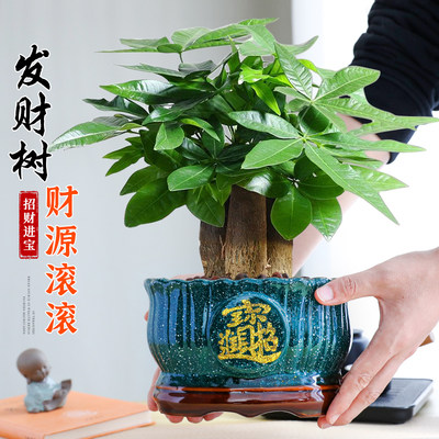 【A级发财树】盆栽绿植好养盆景